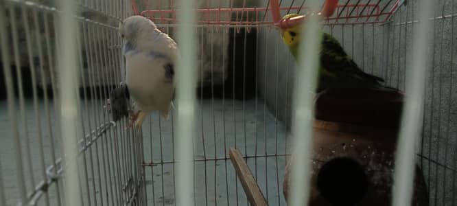 austrailian budgies