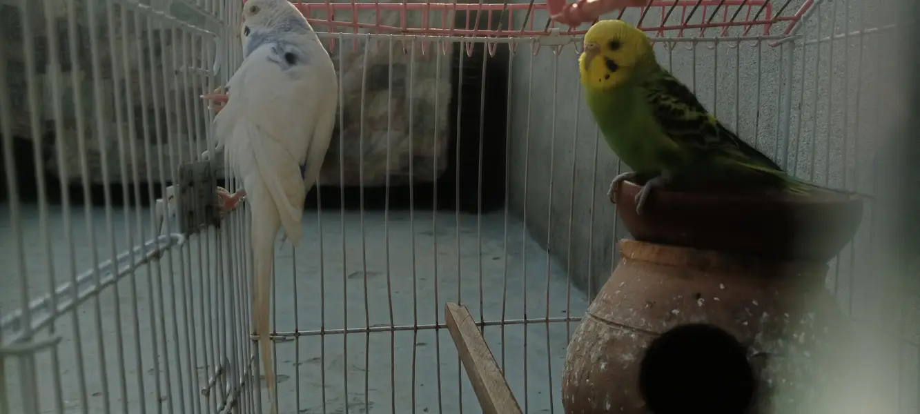 austrailian budgies — photo 2