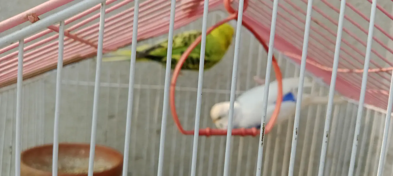 austrailian budgies — photo 3