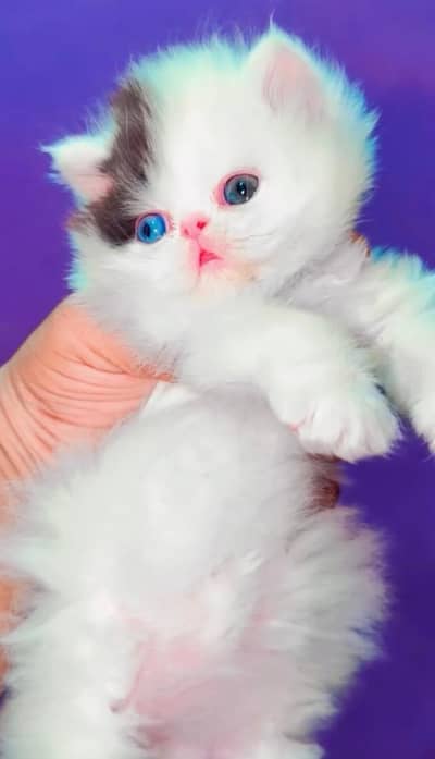 Persian kittens whatp ///0318 ///9356362///