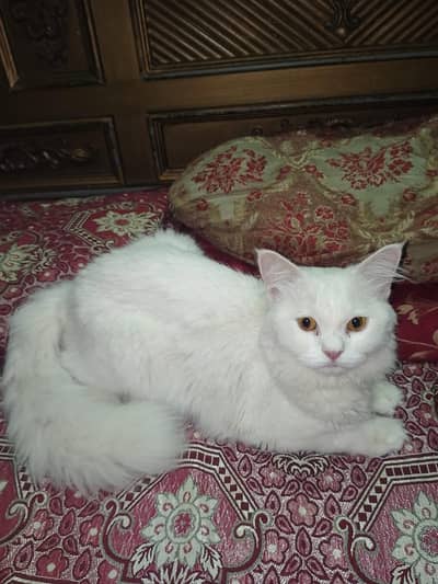 beautiful male cat