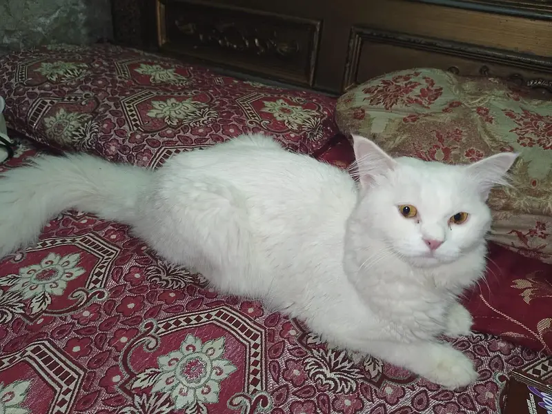Persian doll face Male cat — photo 2