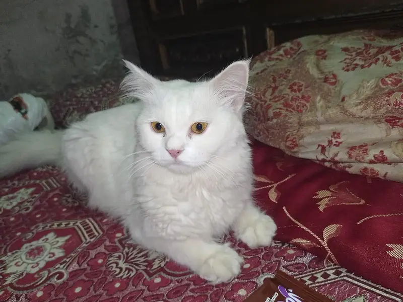 Persian doll face Male cat — photo 3