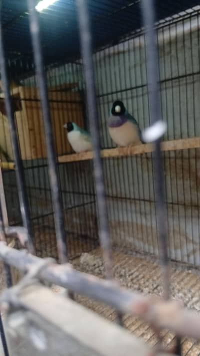Goldian finches