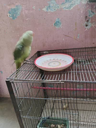 Male Green Parrot