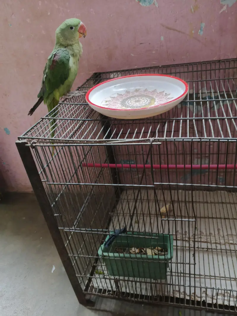 Male Green Parrot — photo 2