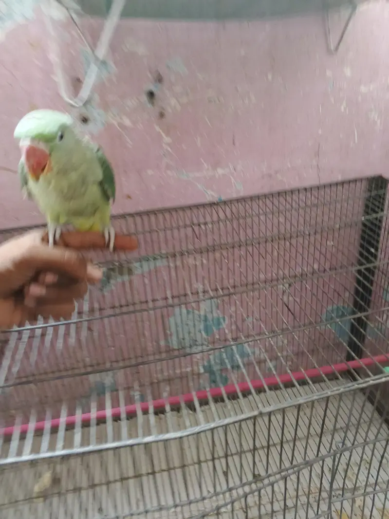 Male Green Parrot — photo 3