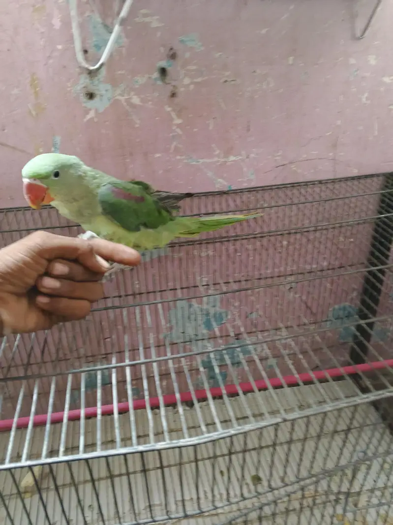 Male Green Parrot — photo 4