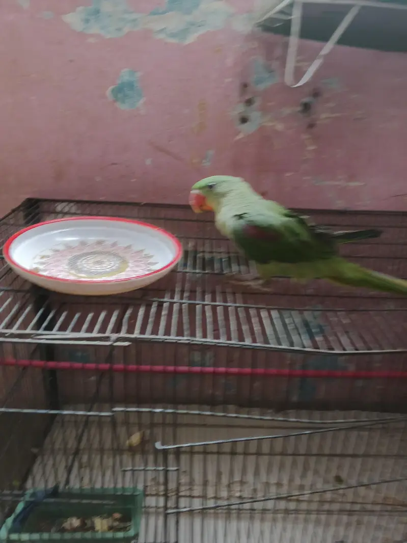 Male Green Parrot — photo 5
