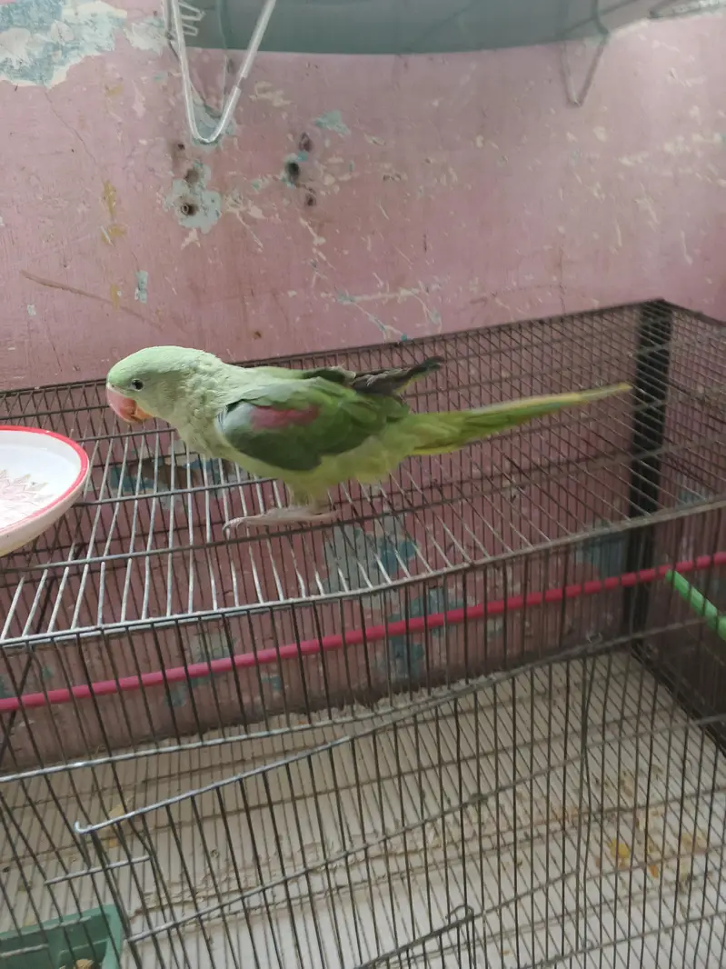 Male Green Parrot — photo 6