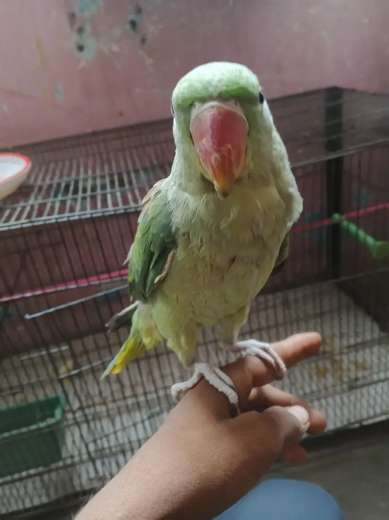 Male Green Parrot — photo 7