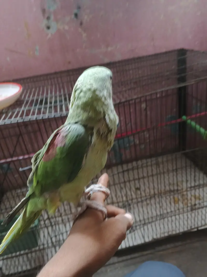 Male Green Parrot — photo 8