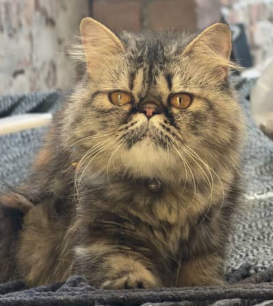 Peke Face Breeder Female