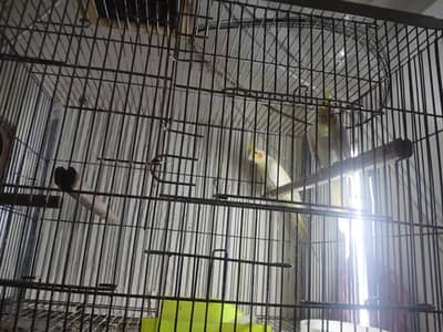 common white breeder pair available 0/3/2/1/4/9/4/6/8/4/4