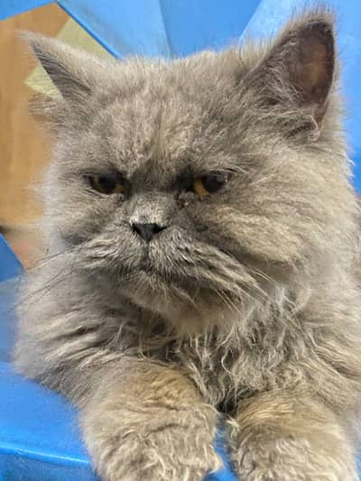 Healthy Smokey Grey Cat Low Shedding Coat