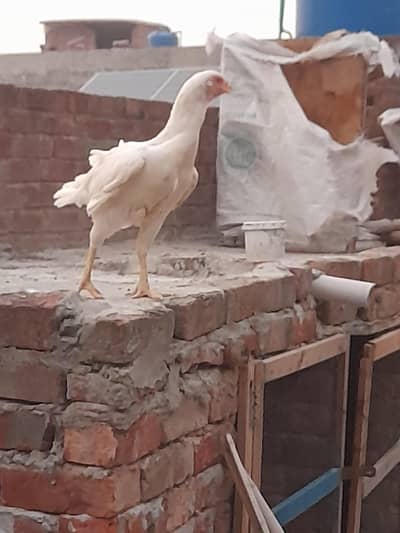 paper white aseel Murgi