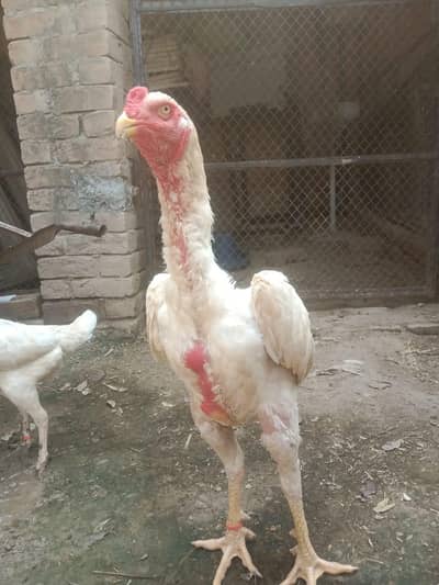 Shamu aseel pair egg sale