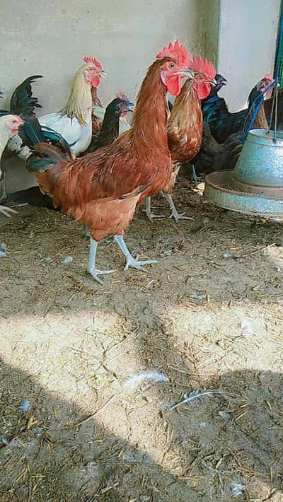 Pure  Desi Murga  for Sale - 1500 per kg