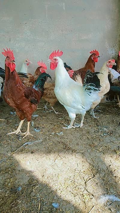 Pure  Desi Murga  for Sale - 1200 per kg