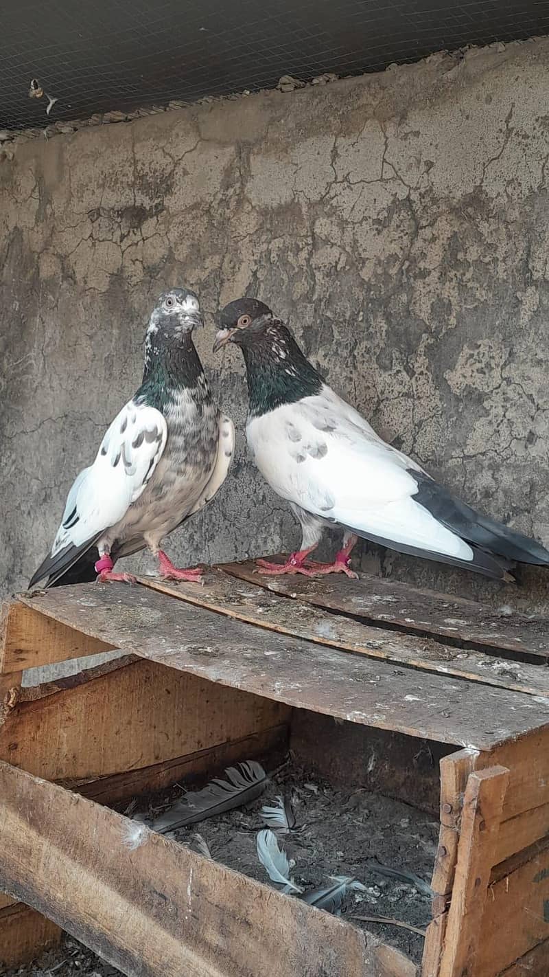 teddy breeder pair 1