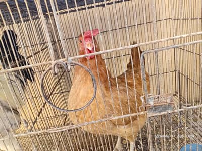 urgent sale Hens