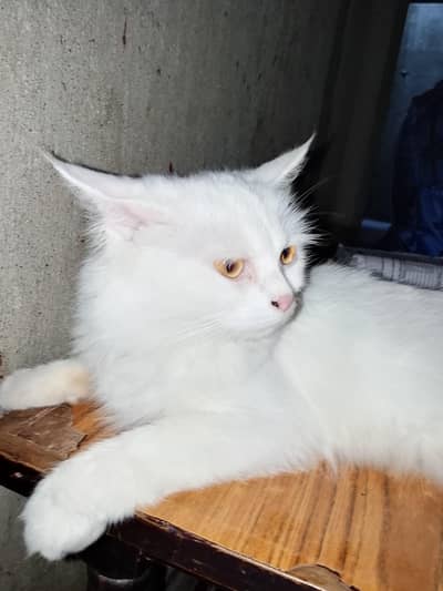 Female White Cat | Turkish Angora