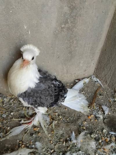 grey frill back self chick's available for sale only chick's for sale