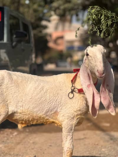 dumba sheep Bakra goat larkana khara kajla gulabi Mundra abluck
