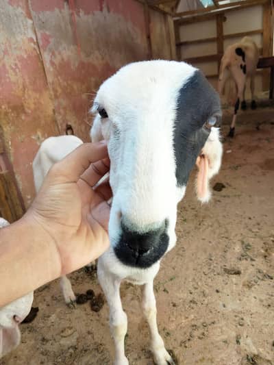 dumba sheep Bakra goat larkana khara kajla gulabi Mundra abluck
