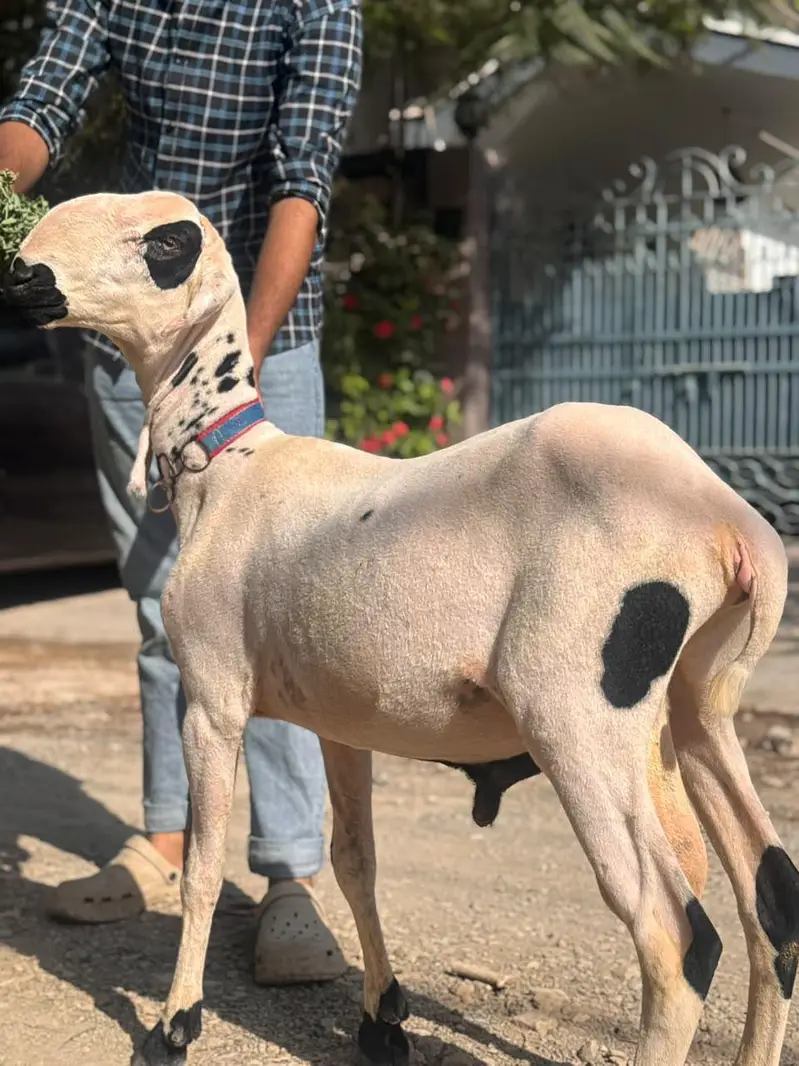 dumba sheep Bakra goat larkana khara kajla gulabi Mundra abluck — photo 3