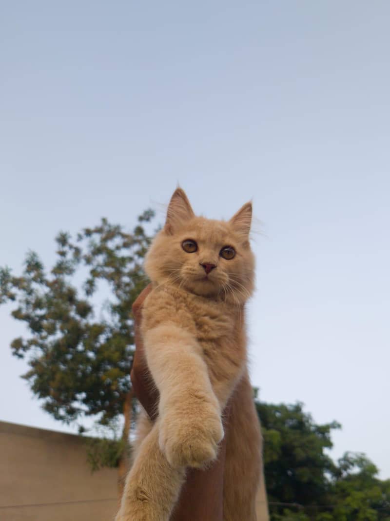 Cheeko 0