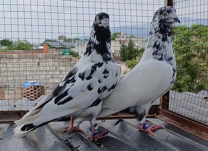 batera pair/ Indian surkha  /rampori/ ferozpuri  pairs available