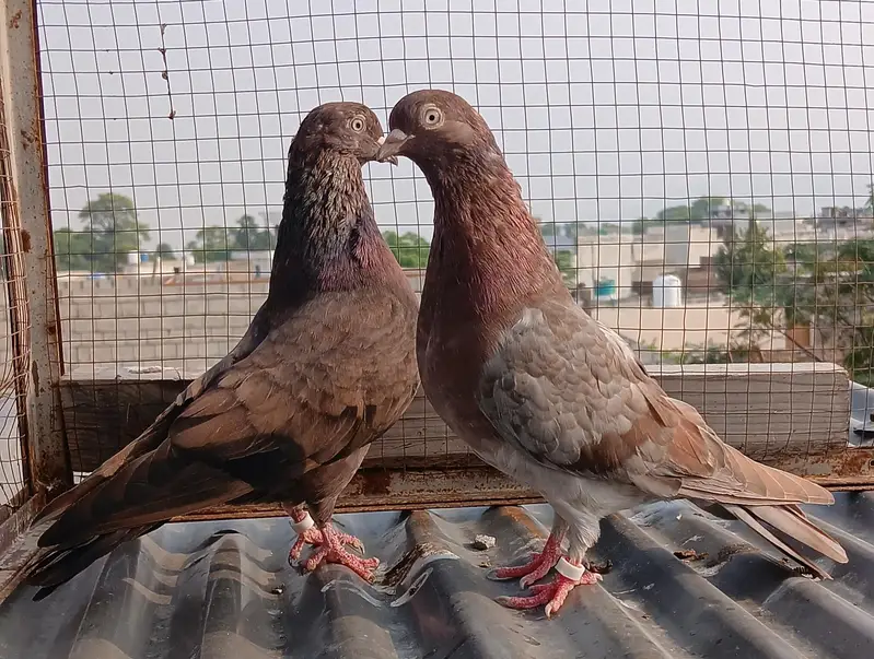 batera pair/ Indian surkha  /rampori/ ferozpuri  pairs available — photo 2