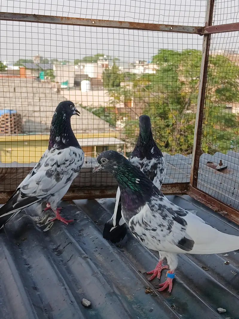 batera pair/ Indian surkha  /rampori/ ferozpuri  pairs available — photo 3