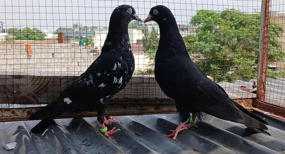 batera pair/ Indian surkha  /rampori/ ferozpuri  pairs available — photo 4