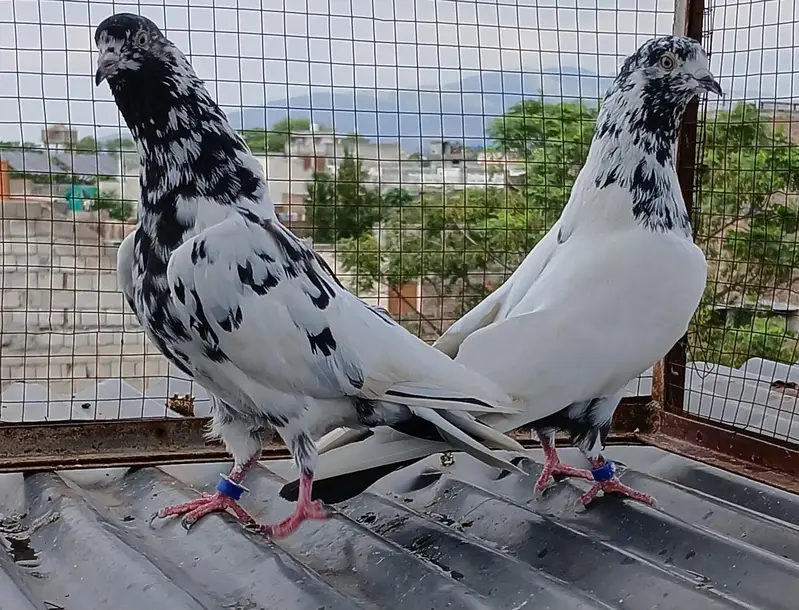 batera pair/ Indian surkha  /rampori/ ferozpuri  pairs available — photo 5