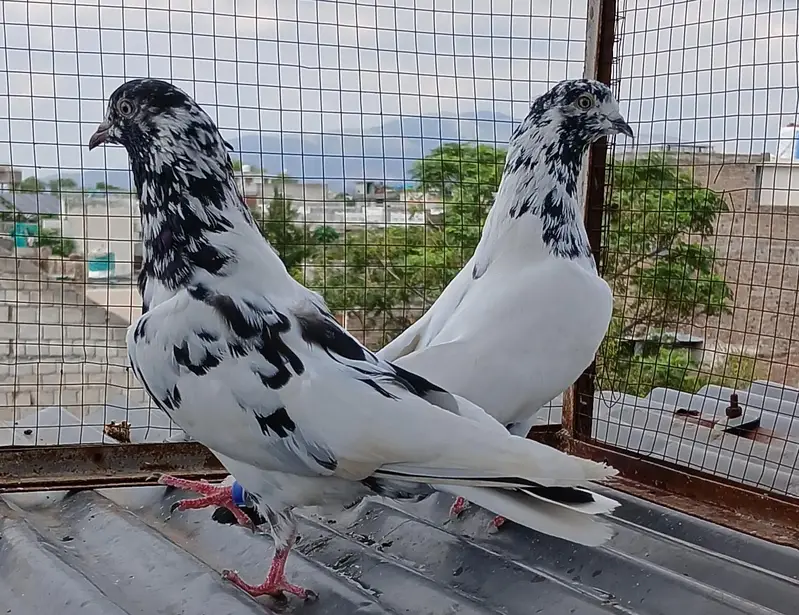 batera pair/ Indian surkha  /rampori/ ferozpuri  pairs available — photo 6