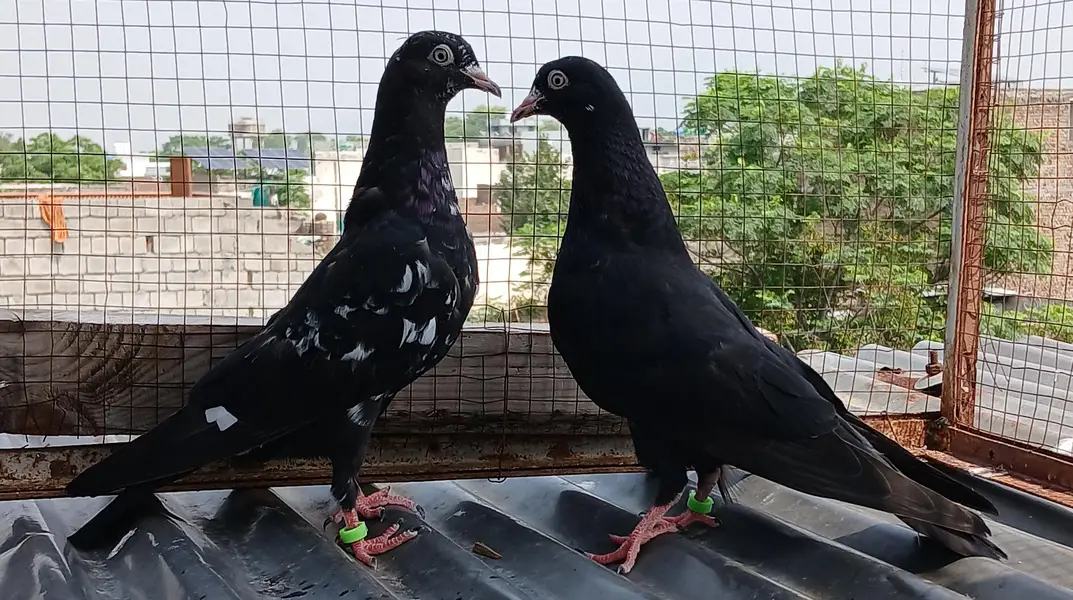 batera pair/ Indian surkha  /rampori/ ferozpuri  pairs available — photo 7