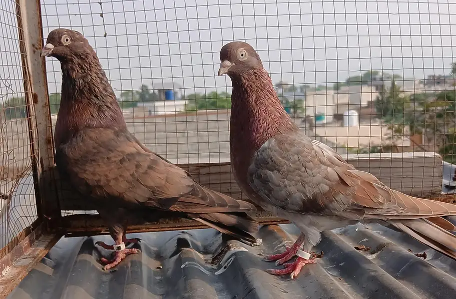 batera pair/ Indian surkha  /rampori/ ferozpuri  pairs available — photo 8