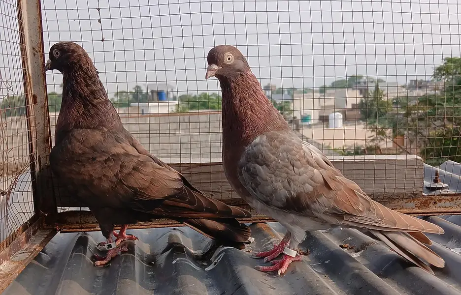 batera pair/ Indian surkha  /rampori/ ferozpuri  pairs available — photo 9