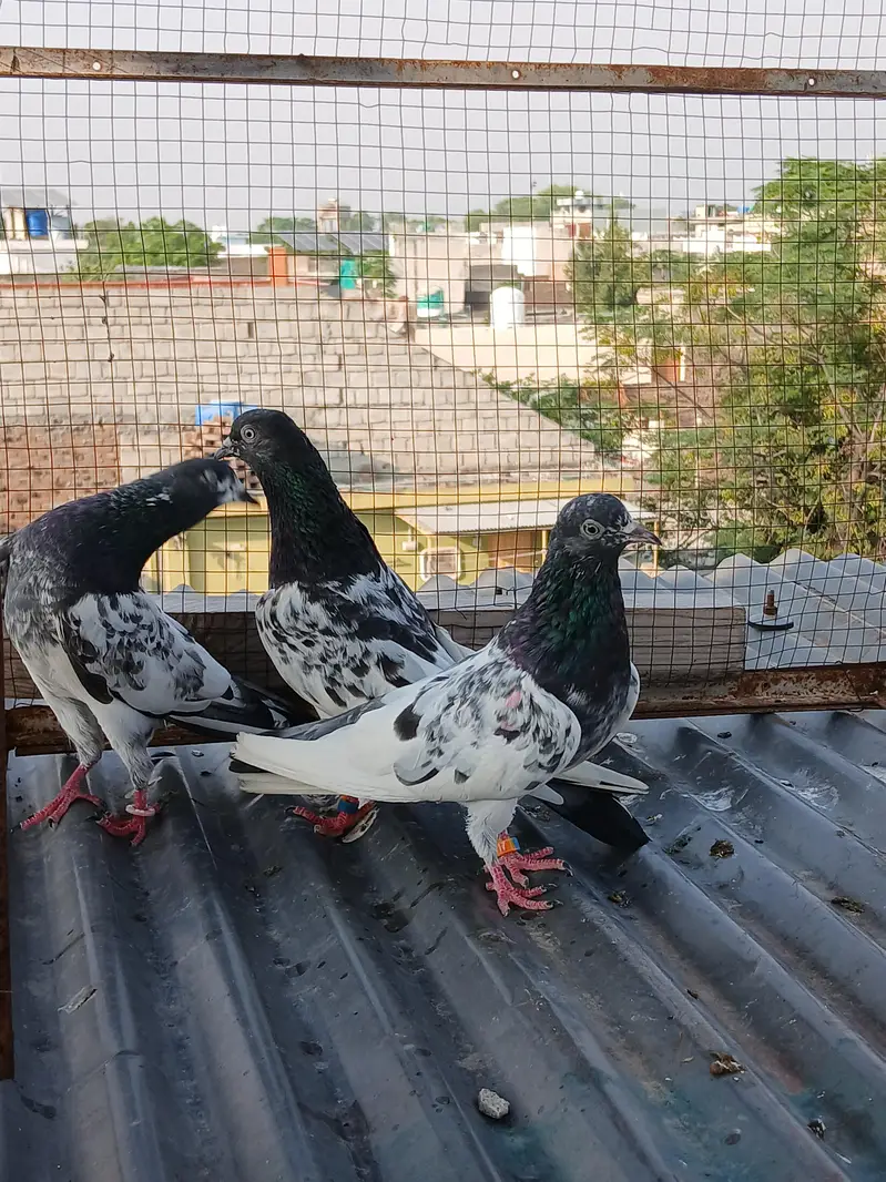 batera pair/ Indian surkha  /rampori/ ferozpuri  pairs available — photo 10