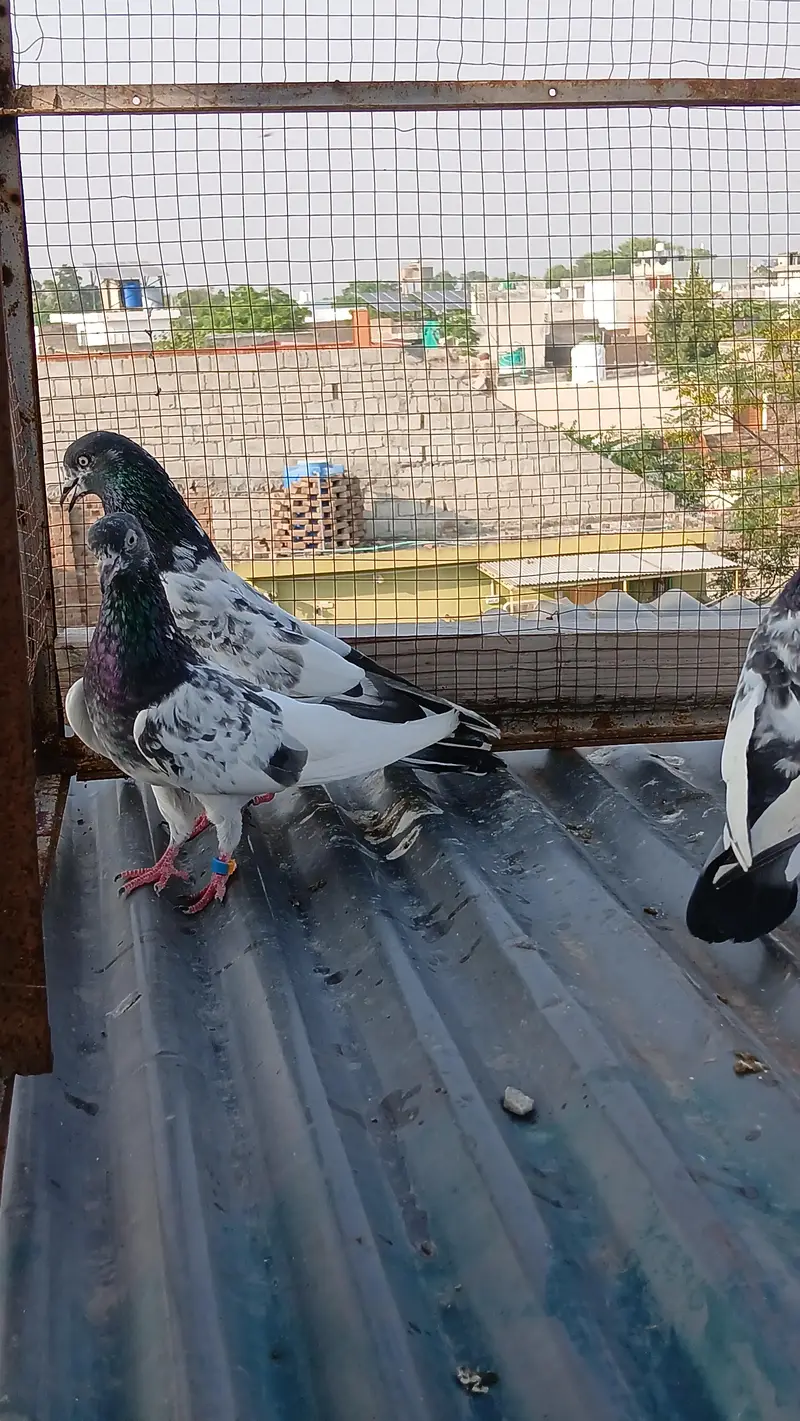 batera pair/ Indian surkha  /rampori/ ferozpuri  pairs available — photo 11
