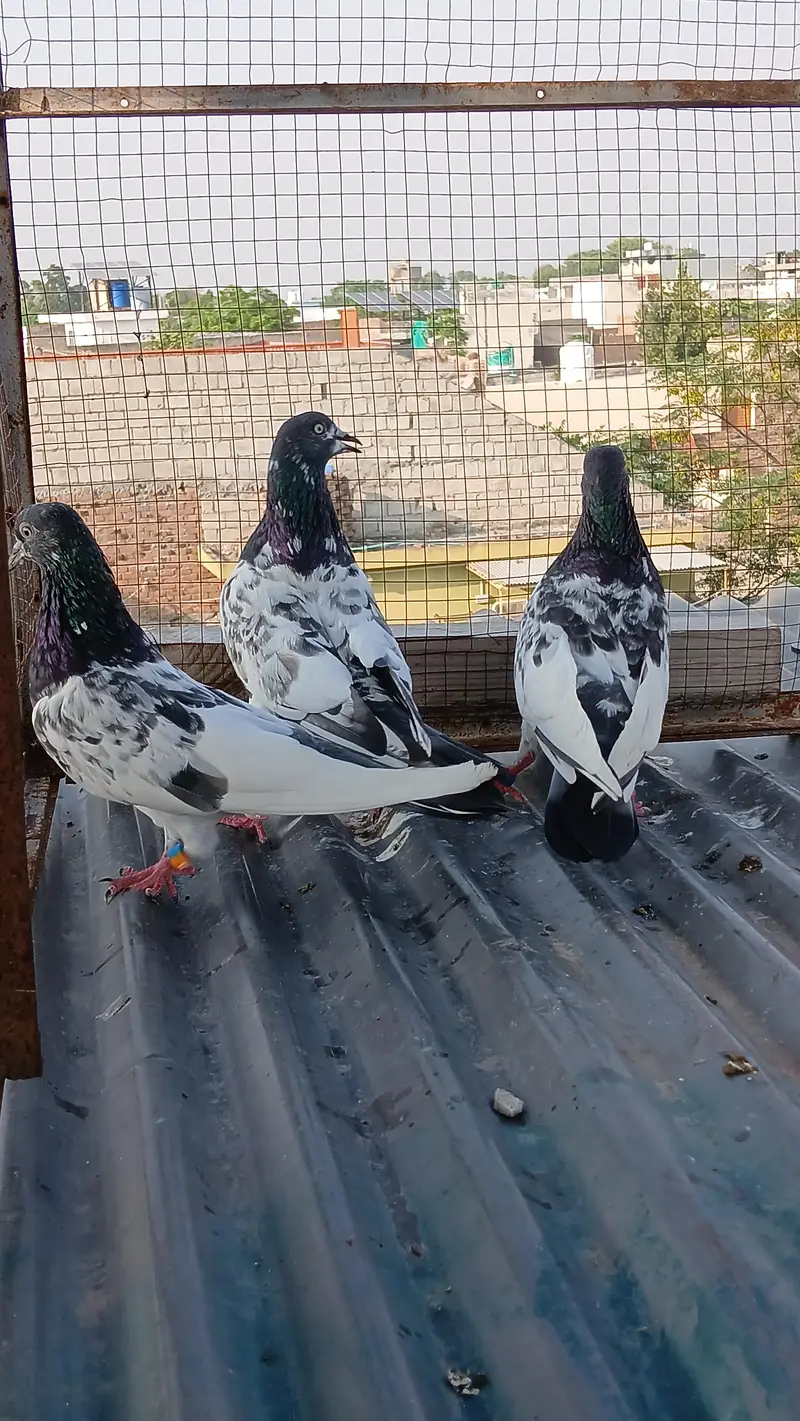 batera pair/ Indian surkha  /rampori/ ferozpuri  pairs available — photo 12