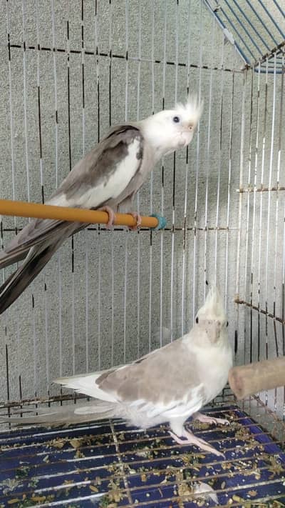 Cinnamon Cocktail Breader Pair