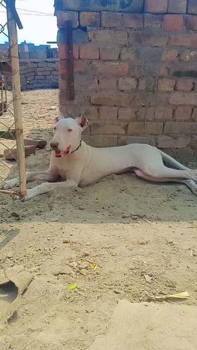 top quality Bully gultair female available for sale