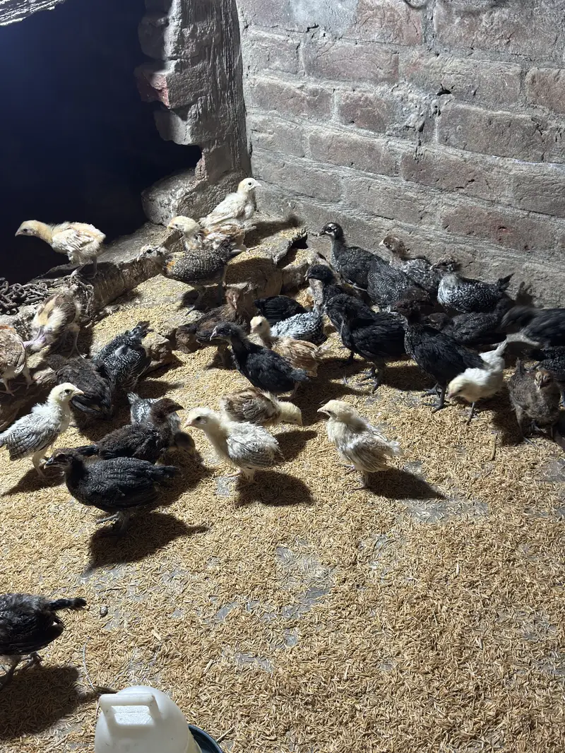 1000 per kg — photo 4
