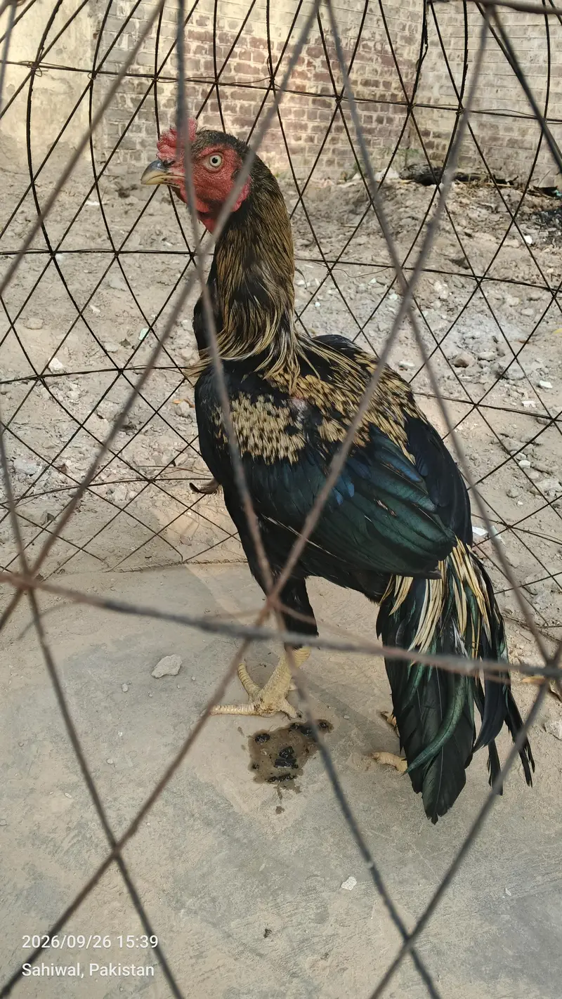 aseel murgha — photo 2