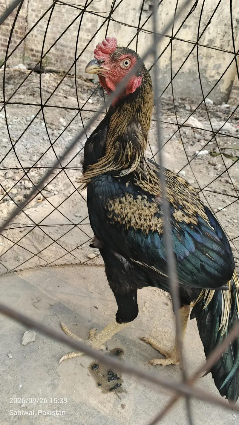 aseel murgha — photo 3
