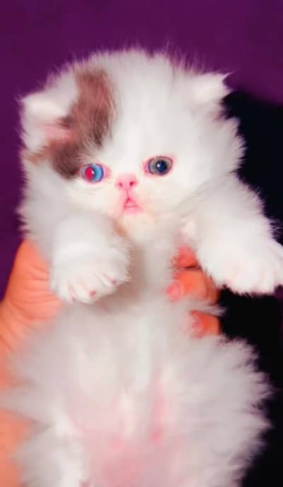 Persian kittens whatp ///0370 ///4629095///