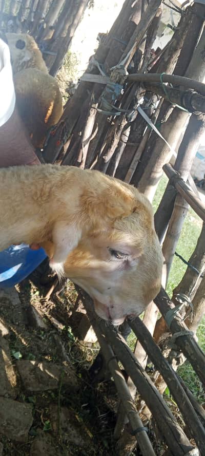 Mondra Bakra